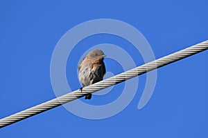 Female Eastern Bluebird sits perched on a wire