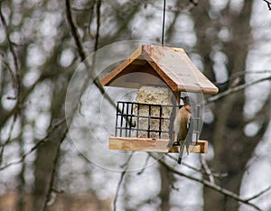 Female Eastern Bluebird Standing on Wooden Bird Feeder Getting Food