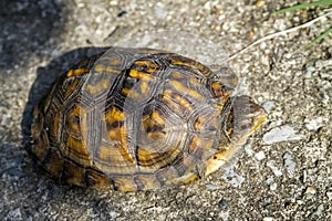 Female Eastern Box Turtle Terrapene carolina carolina