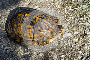 Female Eastern Box Turtle Terrapene carolina carolina