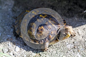 Female Eastern Box Turtle Terrapene carolina carolina