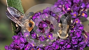 A female Eastern Carpenter Bee Xylocopa virginica and a Common Eastern Bumble Bee Bombus impatiens