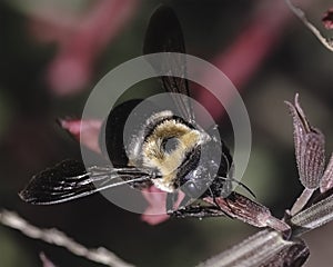 A female Eastern Carpenter Bee Xylocopa virginica nectar robbing the base of a pink salvia flower.