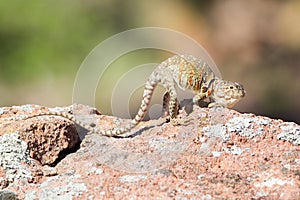 Female eastern collared lizard