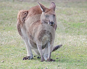 Female Eastern Grey Kangaoo with Joey in pouch