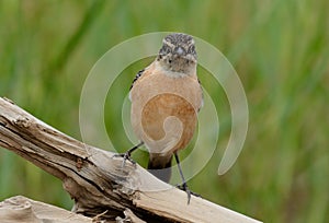 Female Eastern Stonechat Saxicola stejnegeri photo