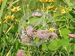 Eastern Tiger Swallowtail butterfly among wildflowers