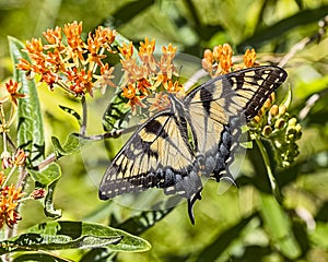 Female eastern tiger swallowtail butterfly pollinating a milkweed.