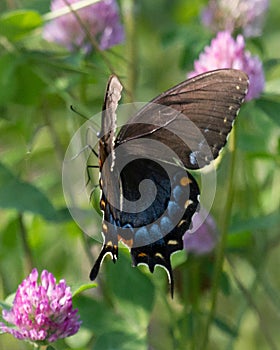 Female Eastern Tiger Swallowtail in Flight