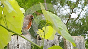 Female Eastern Towhee on Fence behind Grape Vines with Cedar Tree in Background