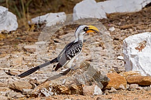 Female Eastern Yellow-billed Hornbill - Tockus flavirostris