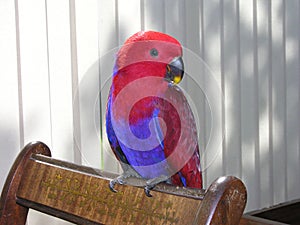 Female Eclectus Parrot