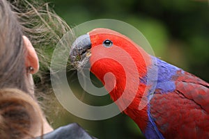 Female Eclectus parrot