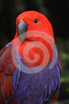 Female Eclectus parrot