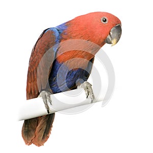 Female Eclectus Parrot