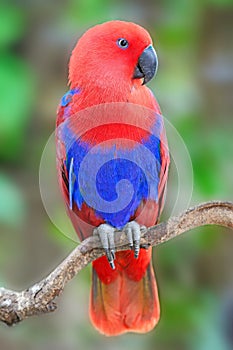 Female Eclectus parrot