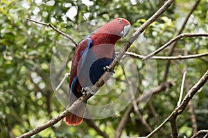 Female eclectus parrot