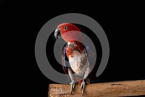 A female eclectus parrot with plucking behavioural issues