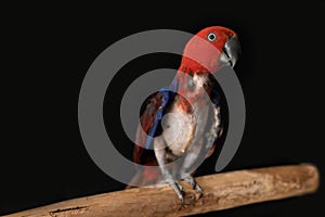 A female eclectus parrot with plucking behavioural issues