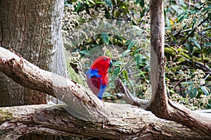 Female Eclectus Parrot Profile