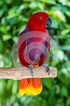 Female Eclectus parrot on a tree brunch