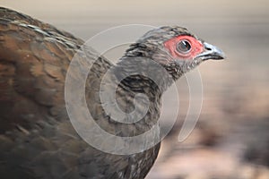 Edwards pheasant photo