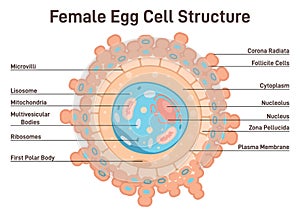 Female egg cell structure. Corona radiata, cytoplasm and nucleus.
