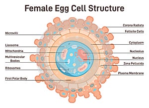 Female egg cell structure. Corona radiata, cytoplasm and nucleus. photo