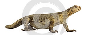 Female Egyptian mastigure, uromastyx aegyptia