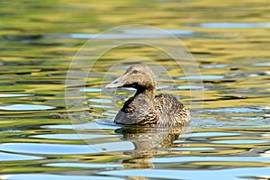 Female Eider Duck on abstract water