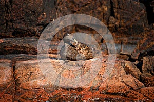 Female eider duck resting on a rock