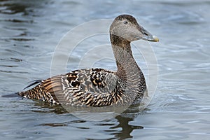 Female eider duck at seahouses, Northumberland, UK.