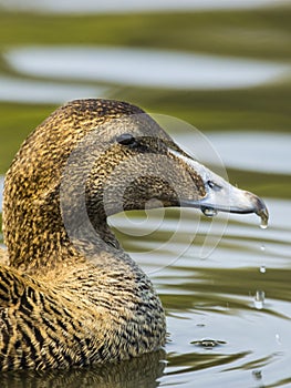 Female Eider duck / Somateria mollissima