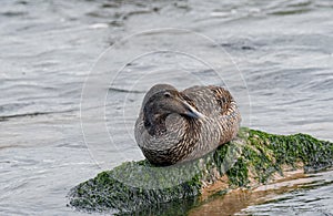 Female Eider Duck - Somateria mollissima Close up