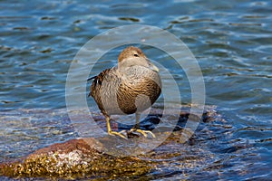 Female eider duck somateria mollissima standing on stone in wa