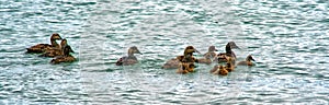 female Eiders ducks and their young
