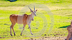 Female Eland Antelope