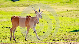 Female Eland Antelope