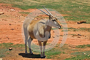 Female eland, Taurotragus oryx, South Africa