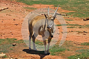 Female eland, Taurotragus oryx, South Africa