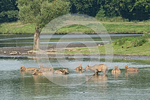 Female elaphure in water