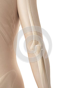 The female elbow joint bones