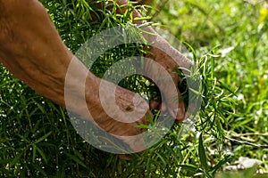 Female elderly hands picking up medicinal plants in a tropical garden photo