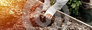 Female elderly hands of senior woman planting seedlings of sprouts of vegetable plant tomatoes in soil of  earth in a garden bed o