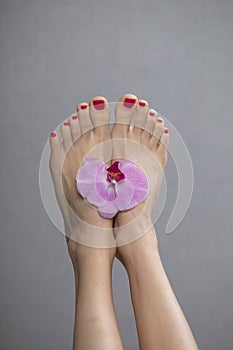 Female elegance feet red pedicure nails spa therapy