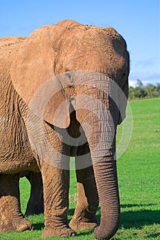 Female Elephant