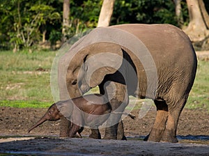 Female elephant with a baby.