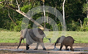 Female elephant with a baby.