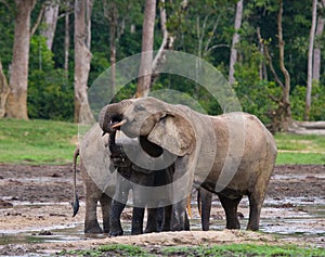 Female elephant with a baby.