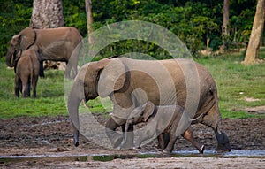 Female elephant with a baby.